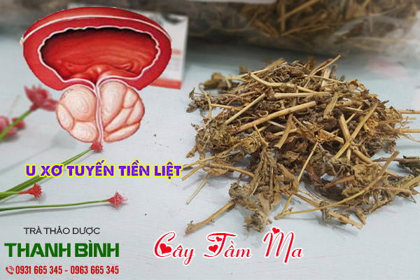 cây tầm ma tại thảo dược Thanh Bình