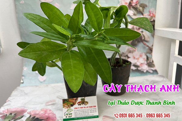 Cây thạch anh tại Thảo dược Thanh Bình