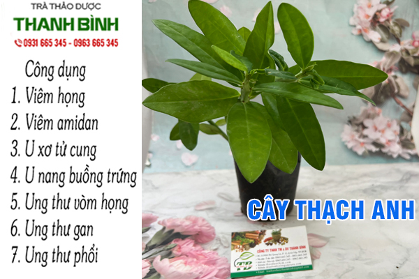 Cây thạch anh tại Thảo dược Thanh Bình