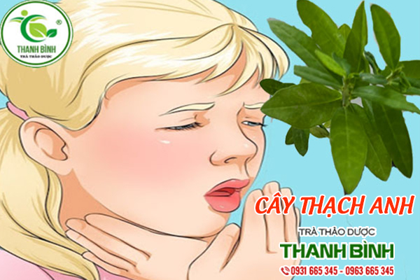 Cây thạch anh tại Thảo dược Thanh Bình