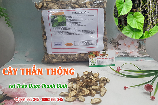 Cây thần thông Thảo Dược Thanh Bình