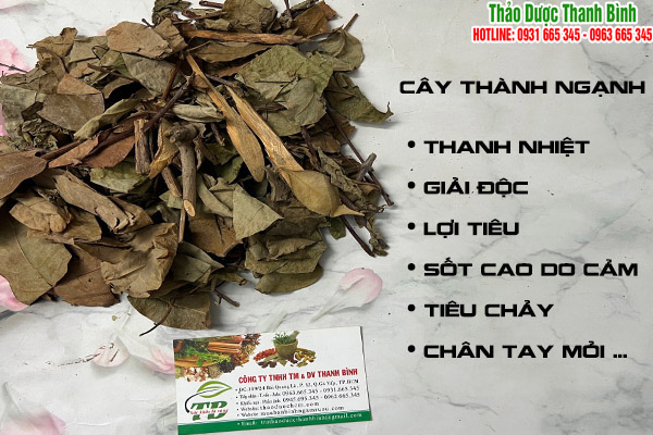 cây thành ngạnh tại thảo dược thanh bình