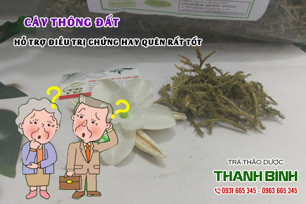 cây thông đất tại thảo dược Thanh Bình