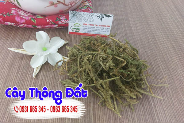 cây thông đất thảo dược thanh bình