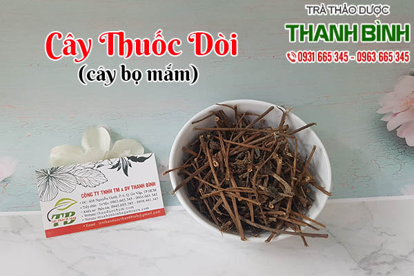 cây thuốc dòi thảo dược thanh bình