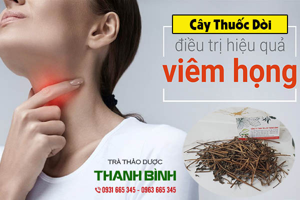 cây thuốc dòi thảo dược thanh bình