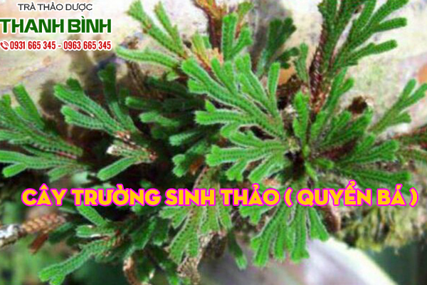 cây trường sinh thảo tại thảo dược thanh bình