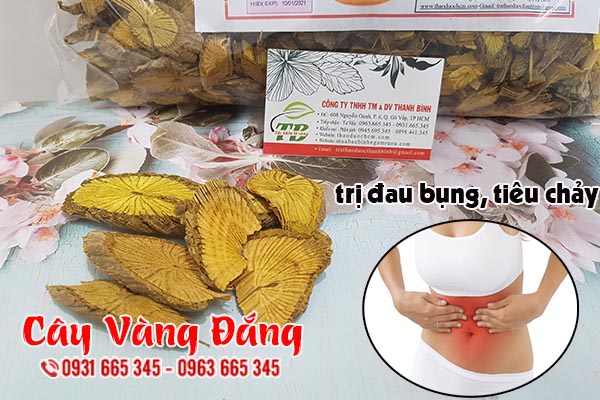 cây vàng đắng thảo dược thanh bình