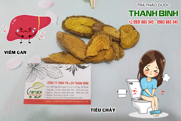 cây vàng đắng tại thảo dược Thanh Bình