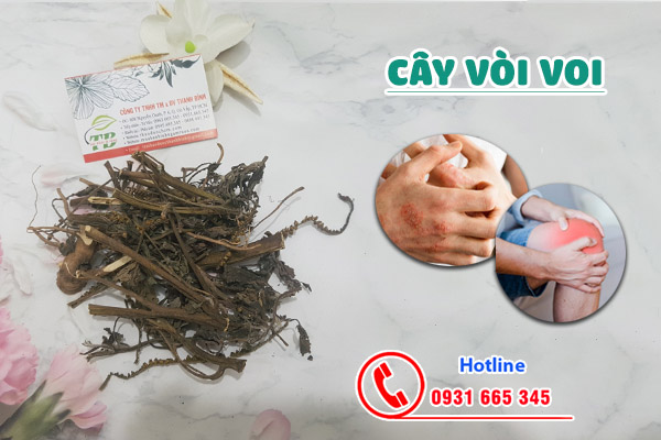 cây vòi voi tại thảo dược Thanh Bình