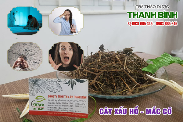 cây xấu hổ thảo dược thanh bình