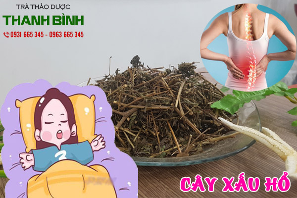 cây xấu hổ thảo dược thanh bình