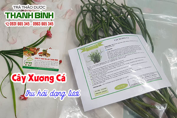 cây xương cá thảo dược thanh bình