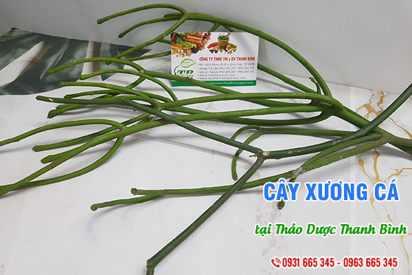 Cây xương cá Thảo Dược Thanh Bình