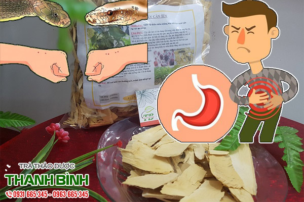 cây cần sen thảo dược thanh bình