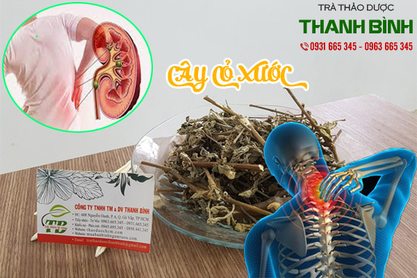 cây cỏ xước thảo dược thanh bình