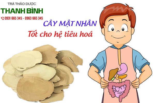 cây mật nhân thảo duọc thanh bình