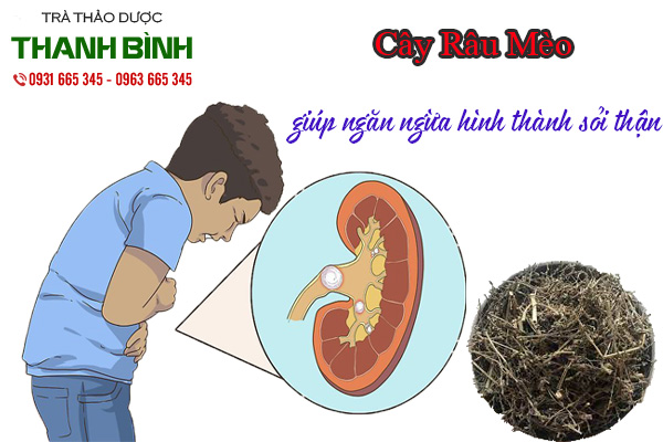 cây râu mèo tại thảo dược thanh bình