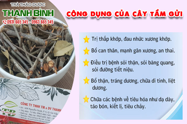 cây tầm gửi tại thảo dược Thanh Bình