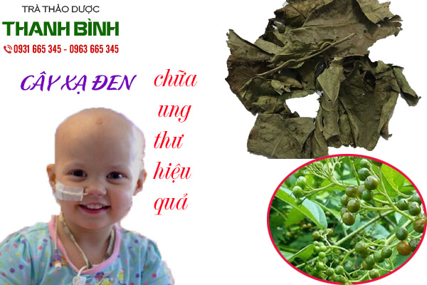 cây xạ đen tại thảo dược thanh binh