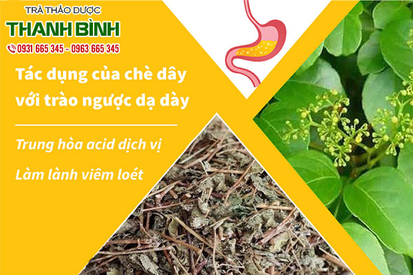 chè dây thảo dược thanh bình