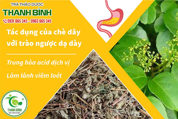 chè dây thảo dược thanh bình