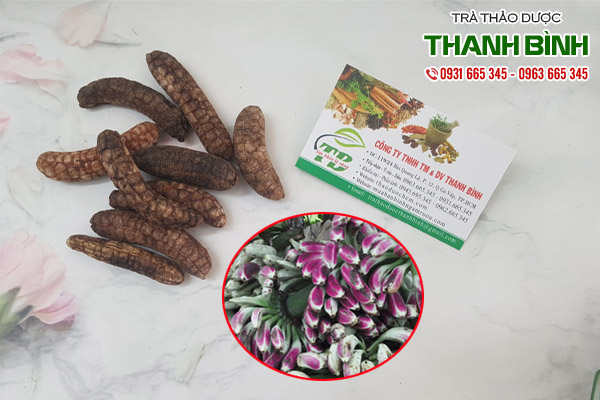 chuối hột rừng tại thảo dược Thanh Bình