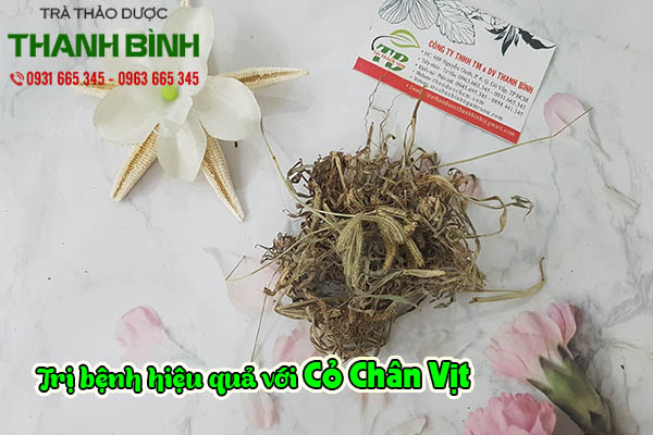 cỏ chân vịt thảo dược thanh bình