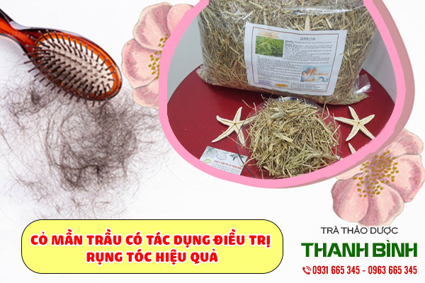 cỏ mần trầu thảo dược thanh bình