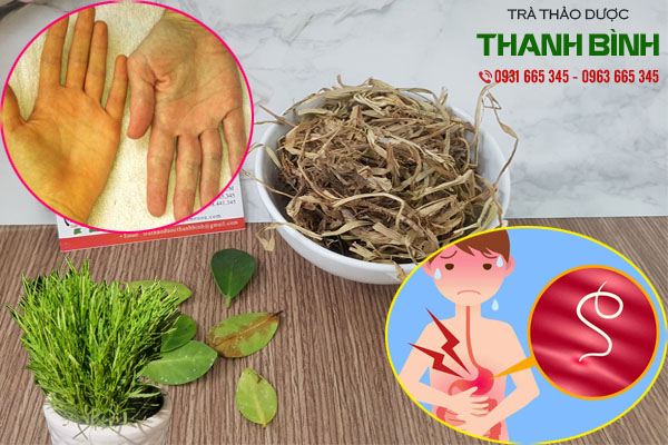 cây cỏ may tại thảo dược Thanh Bình