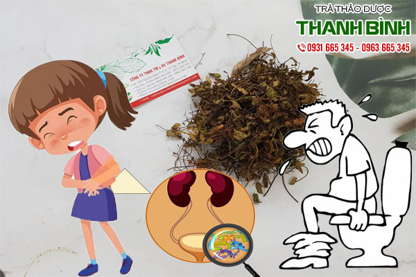 cỏ seo gà tại thảo dược Thanh Bình
