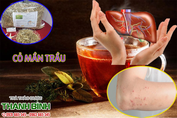 cỏ mần trầu thảo dược thanh bình