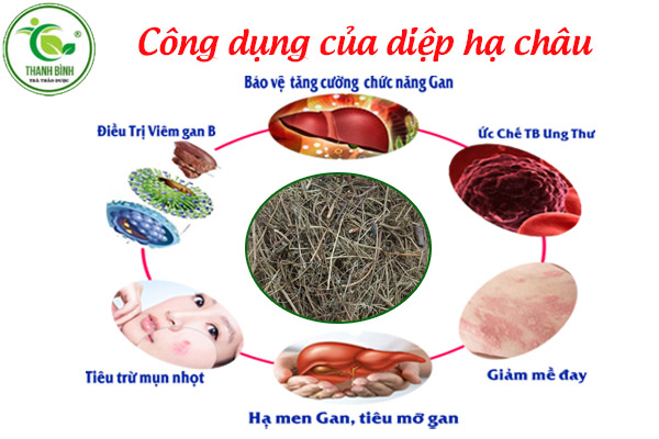 diệp hạ châu thảo dược thanh bình