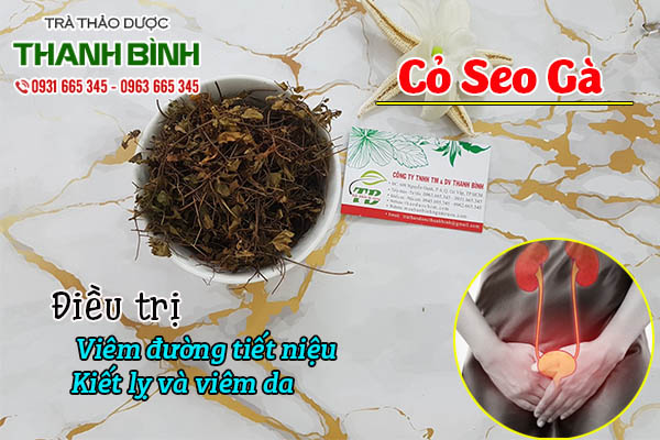 cỏ seo gà thảo dược thanh bình