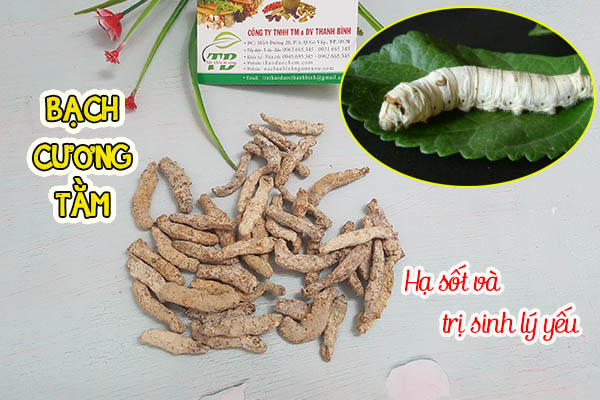 bạch cương tằm thảo dược thanh bình