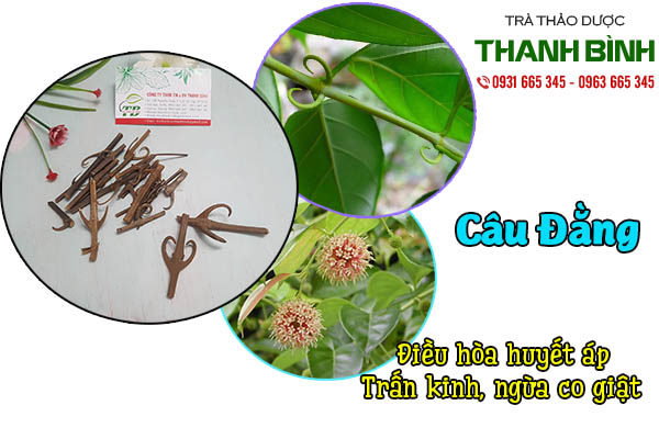 câu đằng thảo dược thanh bình