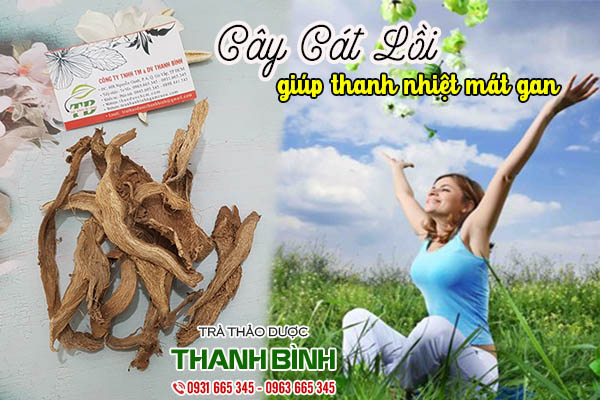 cây cát lồi thảo dược thanh bình