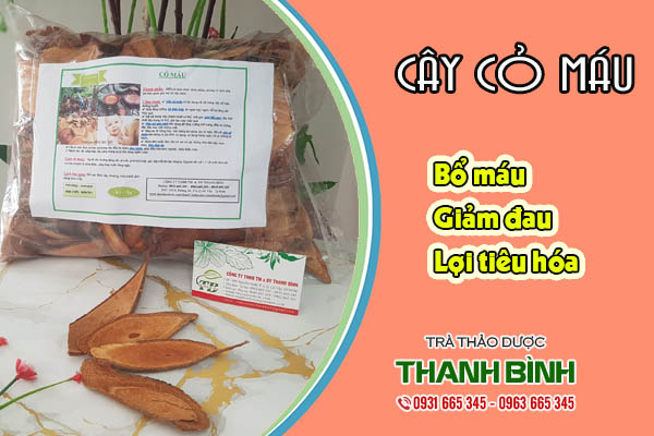 cây cỏ máu thảo dược thanh bình