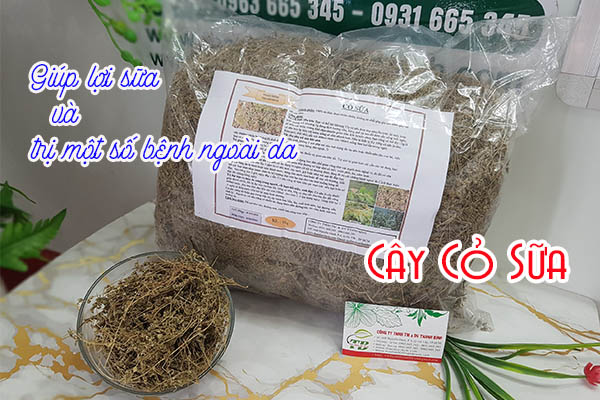 cây cỏ sữa thảo dược thanh bình