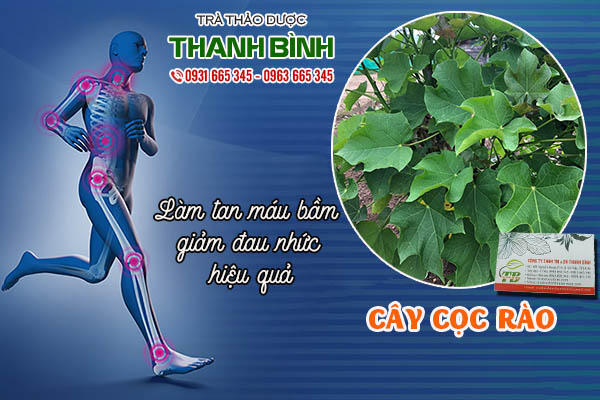 cây cọc rào thảo dược thanh bình