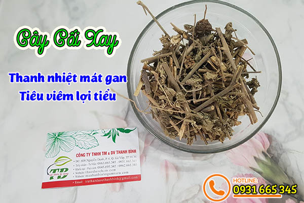 cây cối xay thảo dược thanh bình