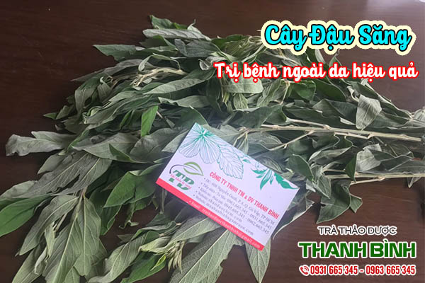 cây đậu săng thảo dược thanh bình