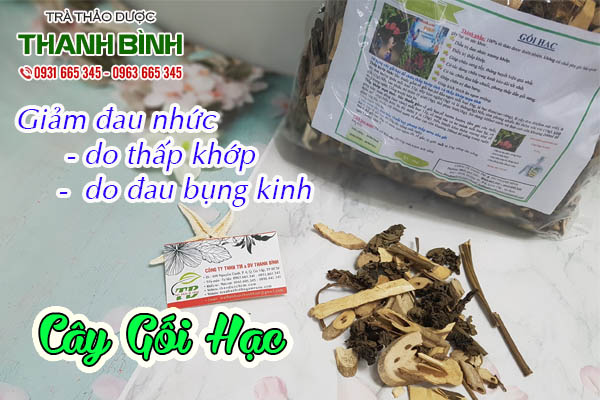 cây gối hạc thảo dược thanh bình