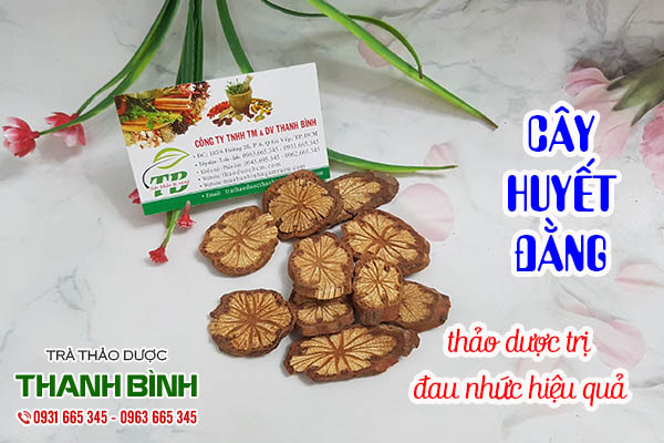 cây huyết đằng thảo dược thanh bình