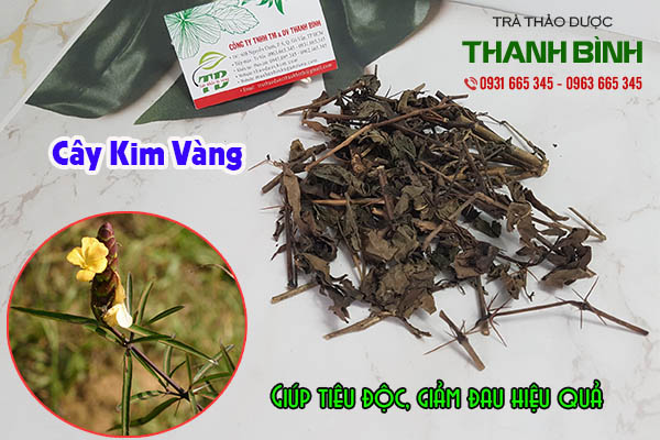 cây kim vàng thảo dược thanh bình