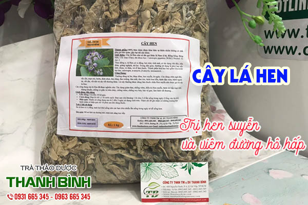 cây lá hen thảo dược thanh bình