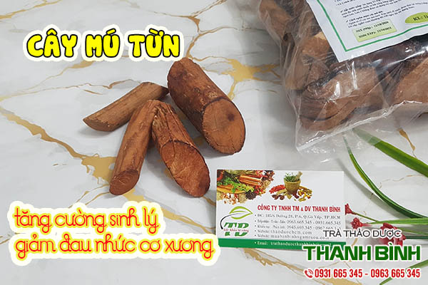 cây mú từn thảo dược thanh bình