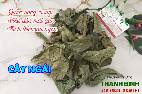 cây ngái thảo dược thanh bình