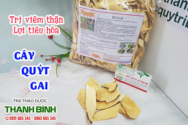 cây quýt gai thảo dược thanh bình