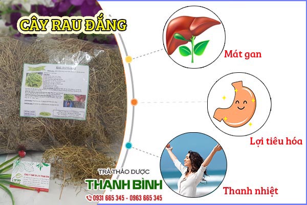 cây rau đắng thảo dược thanh bình